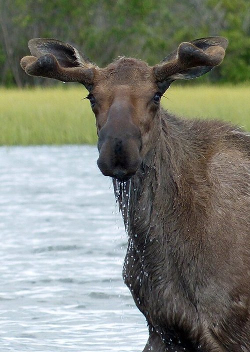 WOLF LAKE WILDERNESS LODGE - Reviews (Yukon, Canada)