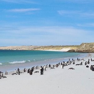 patrick watts tours falkland islands