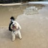 Dog days