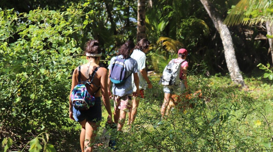 Explore the island jungle.