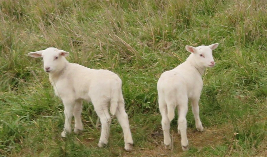 Twin lambs