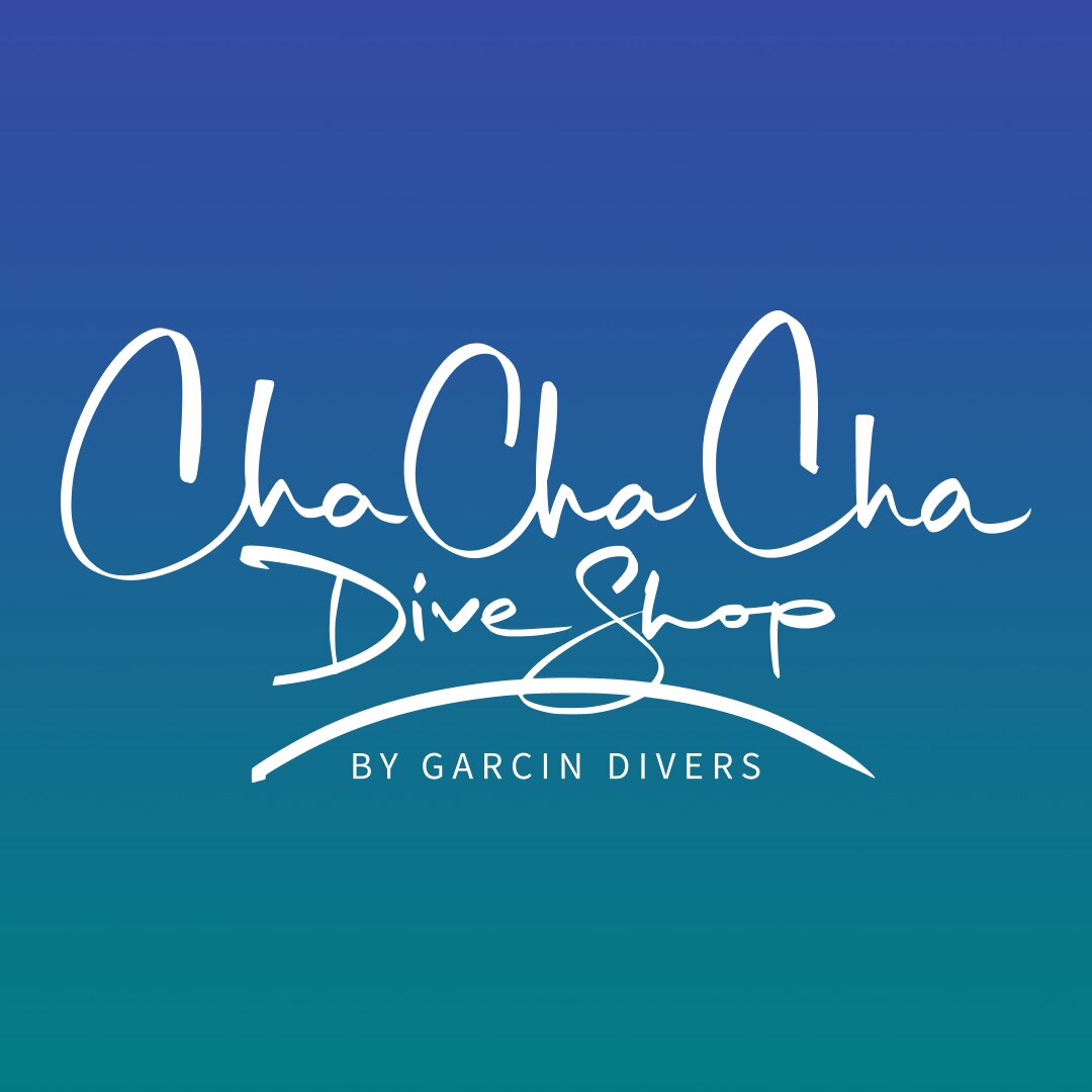 Cha Cha Cha Dive Shop All You Need to Know BEFORE You Go 2024