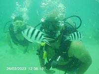 Ocean Stuff! - Picture of Reef Safari Fiji - Scuba Diving Day Trips, Viti  Levu - Tripadvisor