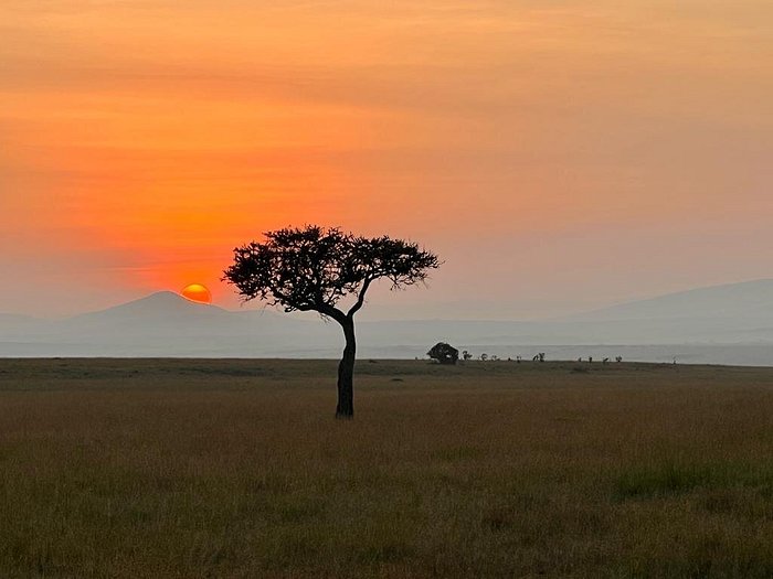 OLIVE BUSH CAMP (Sekenani, Kenia): opiniones