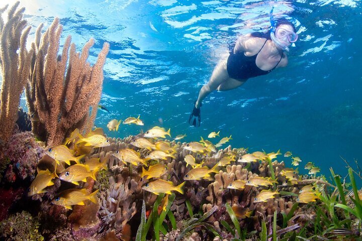 2024 Catamaran Snorkeling Chocolate Factory Tour West End Shopping