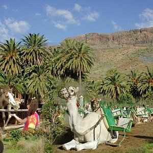 camel safari gran canaria reviews