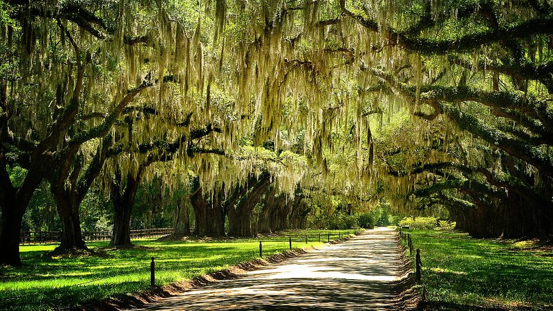 Oak lined path in Charleston, South Carolina 