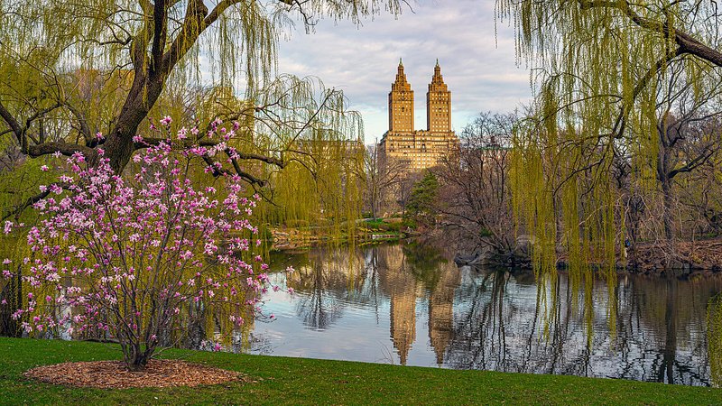 Spring in New York City's Central Park