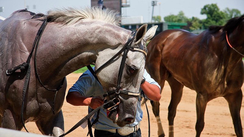 A gray racehorse at the Kentucky Derby 