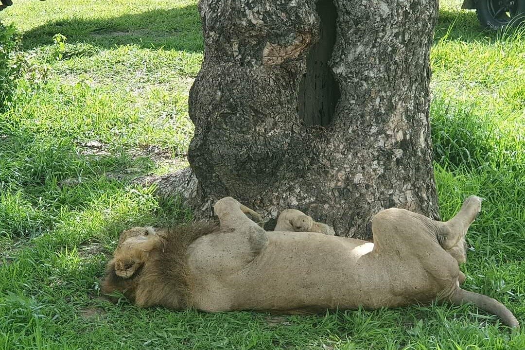 Smile Tours And Safaris Zanzibar Stone Town 2023 Lo Que Se Debe Saber Antes De Viajar 5557