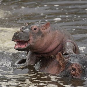 Lake Manyara National Park (Arusha, Tanzania): Address, Phone Number ...