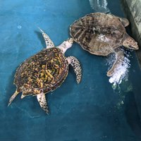 Sea Turtle Farm Galle Mahamodara (Sri Lanka): Address, Phone Number ...