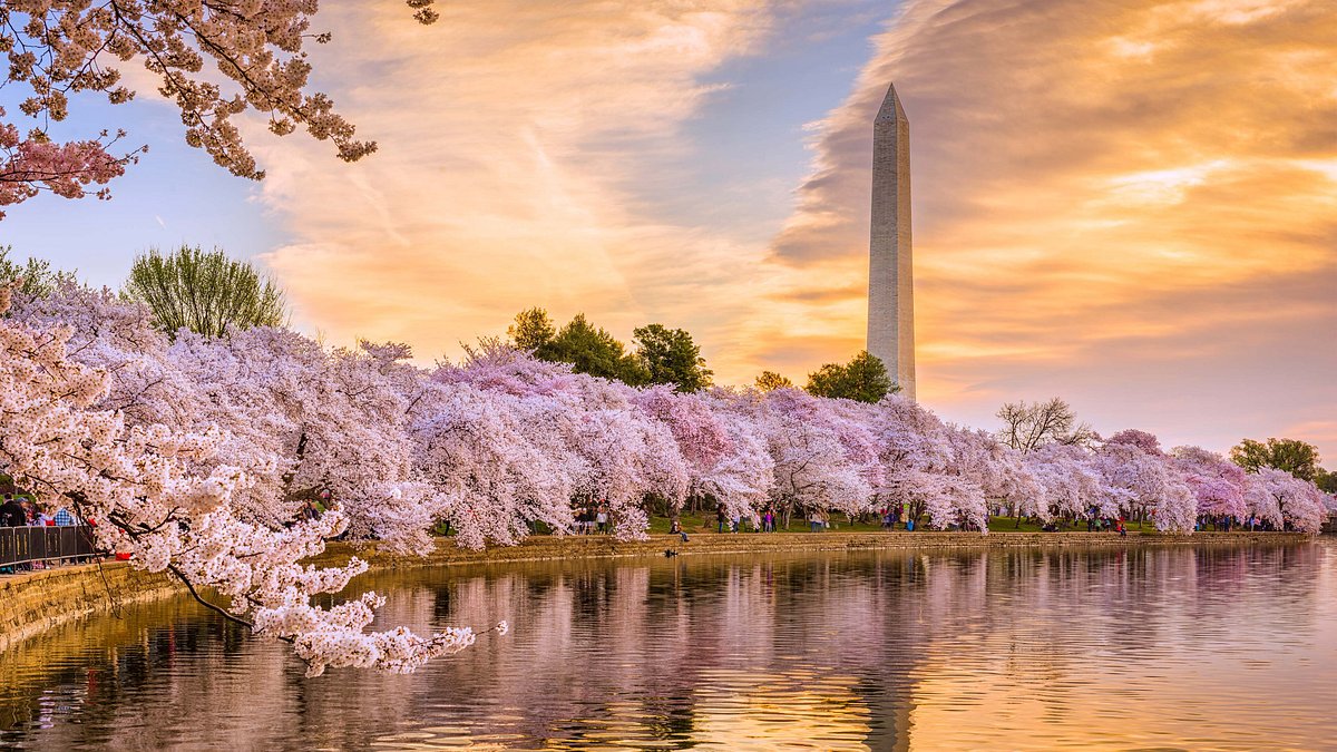When and where to see cherry blossoms in the U.S.