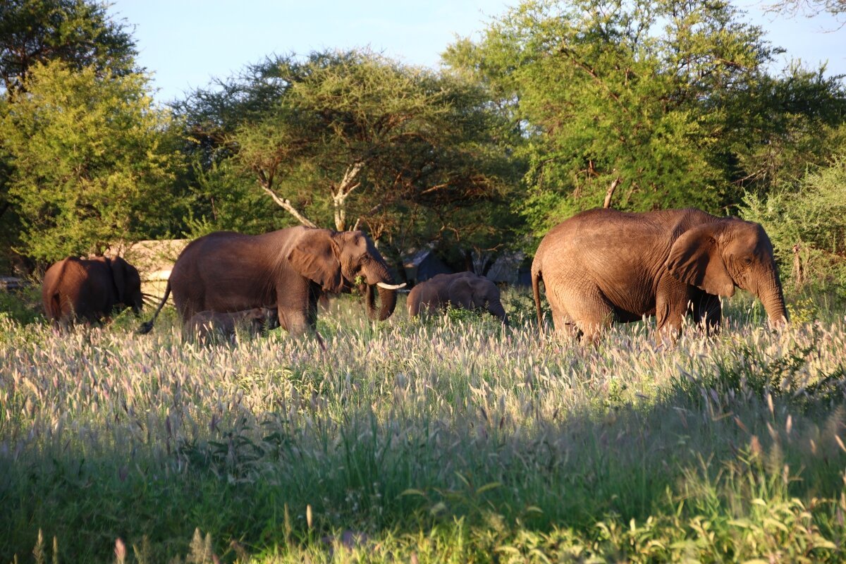 SUEÑOS DE AFRICA LUXURY CAMP SERENGETI - Updated 2024 Hotel Reviews ...