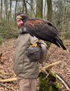 The Cumberland Bird of Prey Centre.