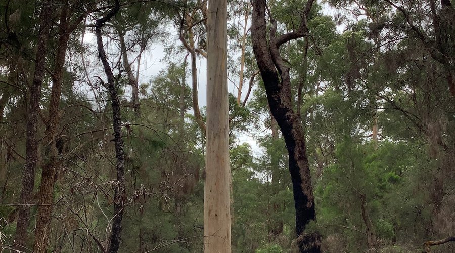 Country of the tall trees