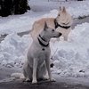 whtdog