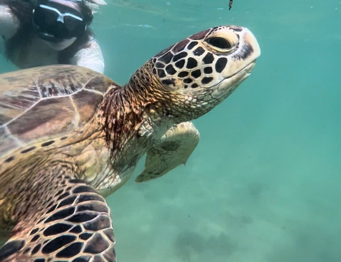 Turtle Bay Activities, Велигама: лучшие советы перед посещением -  Tripadvisor