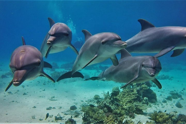 Marsa Alam снорклинг