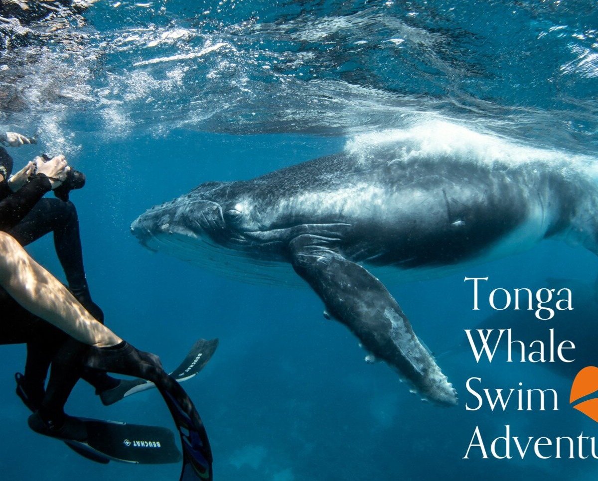 Tonga Whale Swim Adventures - All You Need to Know BEFORE You Go (2025)