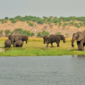 Chobe River