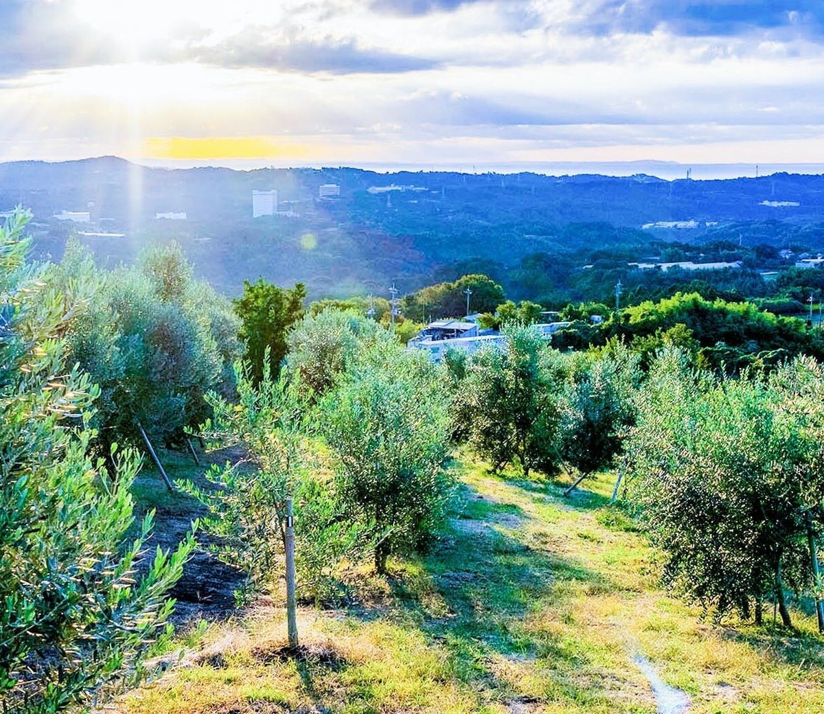 ベルマーレアドベンチャーヒルズ (中井町) 旅游景点点评 Tripadvisor