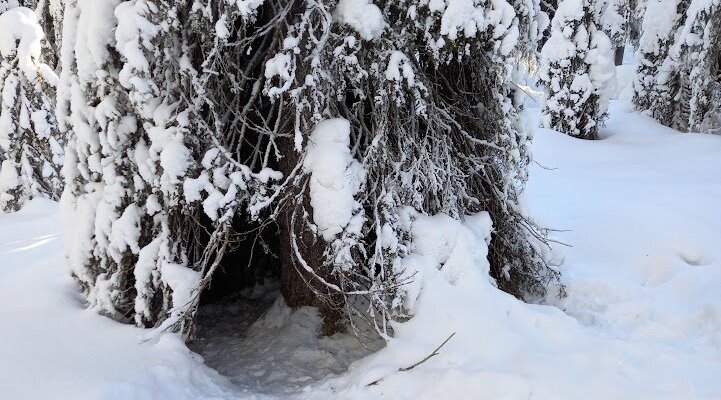 Riparo sotto l'albero per animali