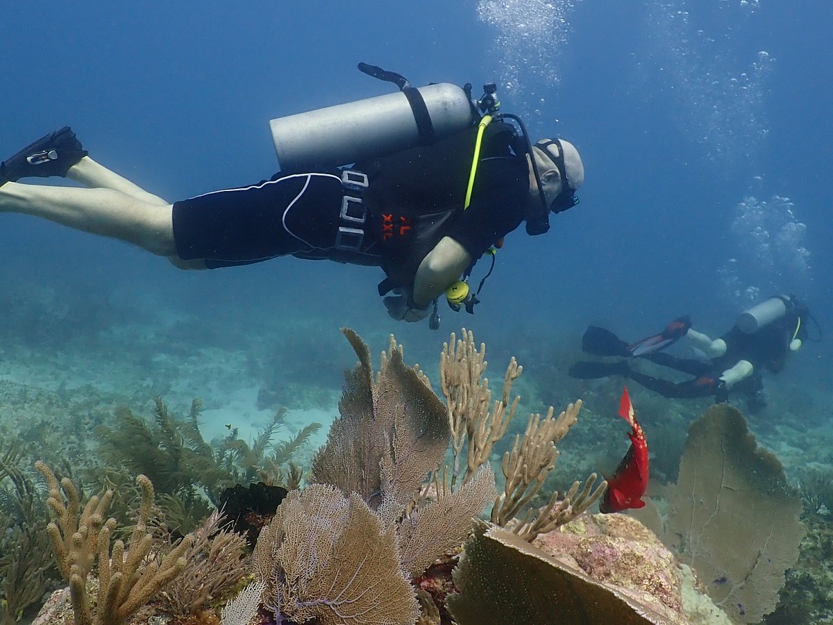 Découvrez la plongée sous-marine – Turquesa Diving