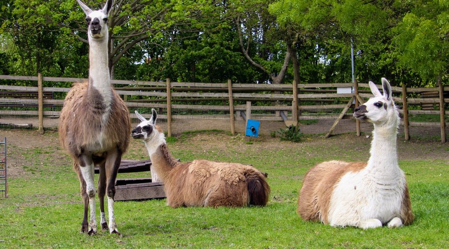 Llamas at Mudchute