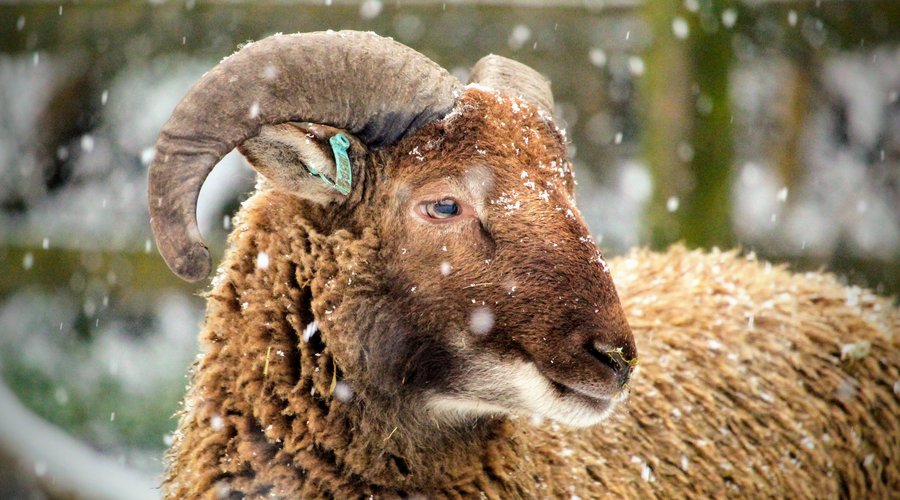 Sheep in the snow at Mudchute