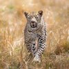 Kenya Safari Adventures