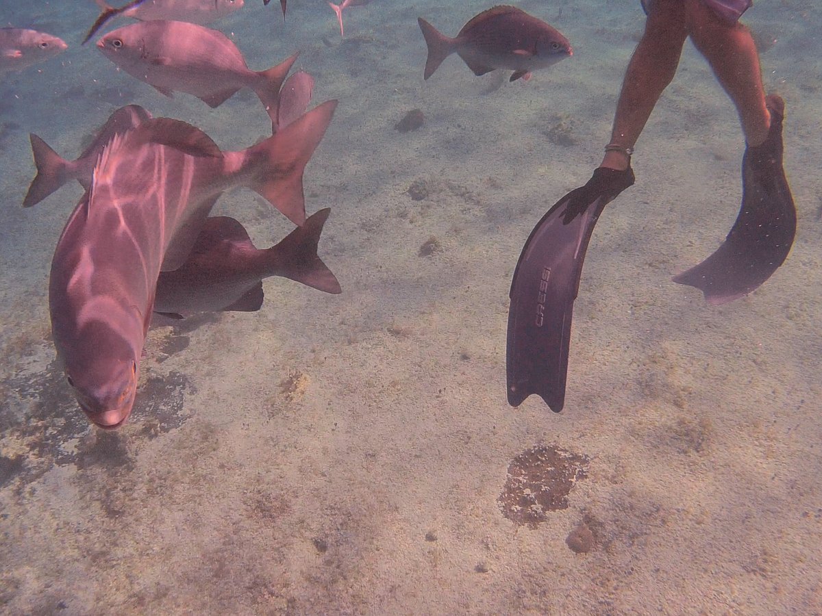 Cozumel Tours By Johann & Sandra - ATUALIZADO 2023 O que saber antes de ir  - Sobre o que as pessoas estão falando - Tripadvisor