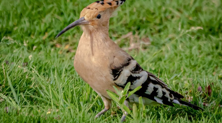 garden, birds, natural life, landscape 