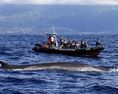 São Miguel Azores: Half-Day Whale Watching Trip