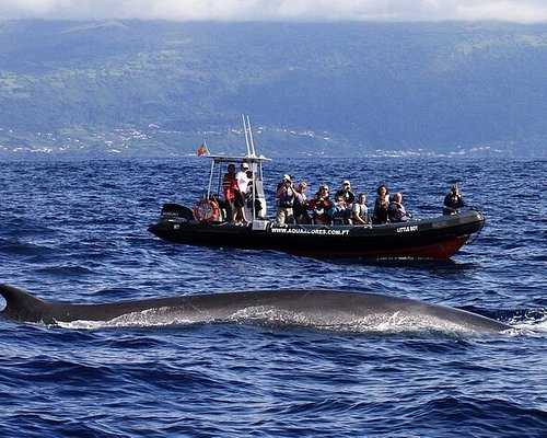 azores dolphin tours