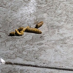 Dog poop outside of my door for 2 days.