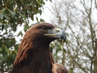 Meet The Birds - Kintail Birds of Prey, Argyll