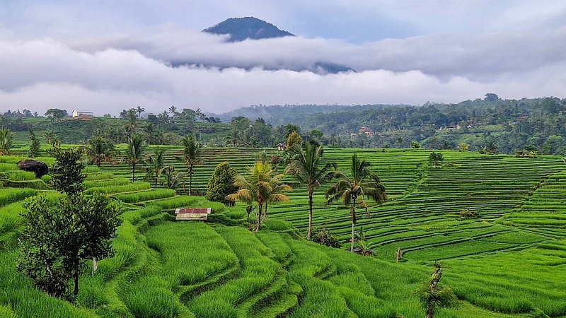 Jatiluwih Rice Terraces in Bali, Indonesia 