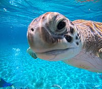 Tripadvisor  Nadar com tartarugas marinhas e praia de Grote Knip