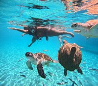 Os 11 Melhores Lugares para Nadar e Mergulhar com Tartarugas Marinhas