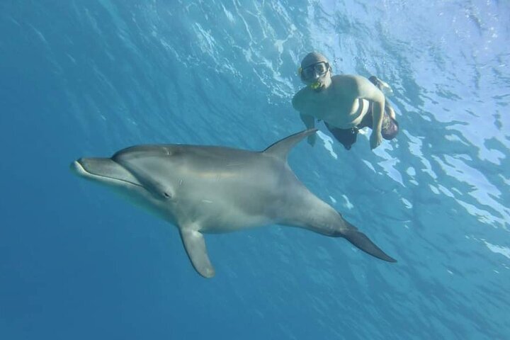 Tripadvisor | Ganztägiger Delfinhaus-Schnorchel- Und Schwimmausflug Mit ...