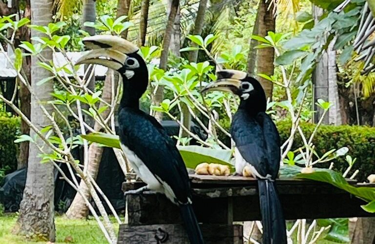 Best Hornbill friend 