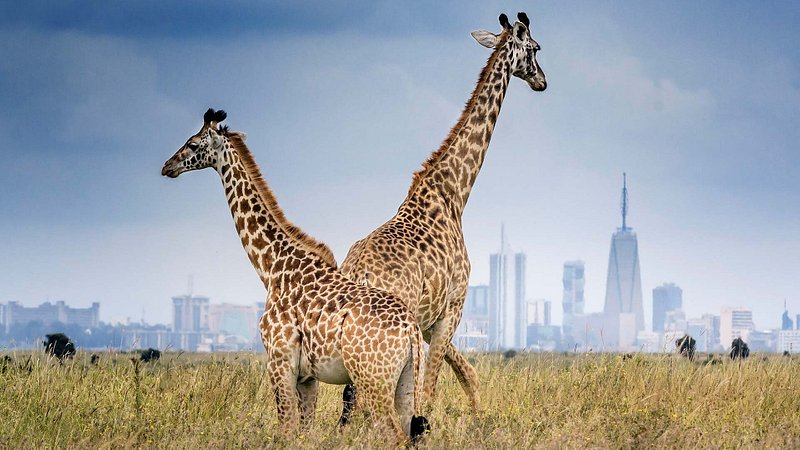 Two Giraffes in Nairobi National Park, Kenya