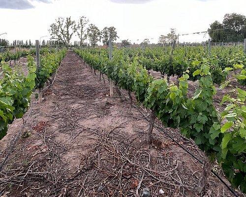 wine tours in mendoza argentina