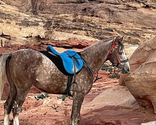 horse riding tours jordan