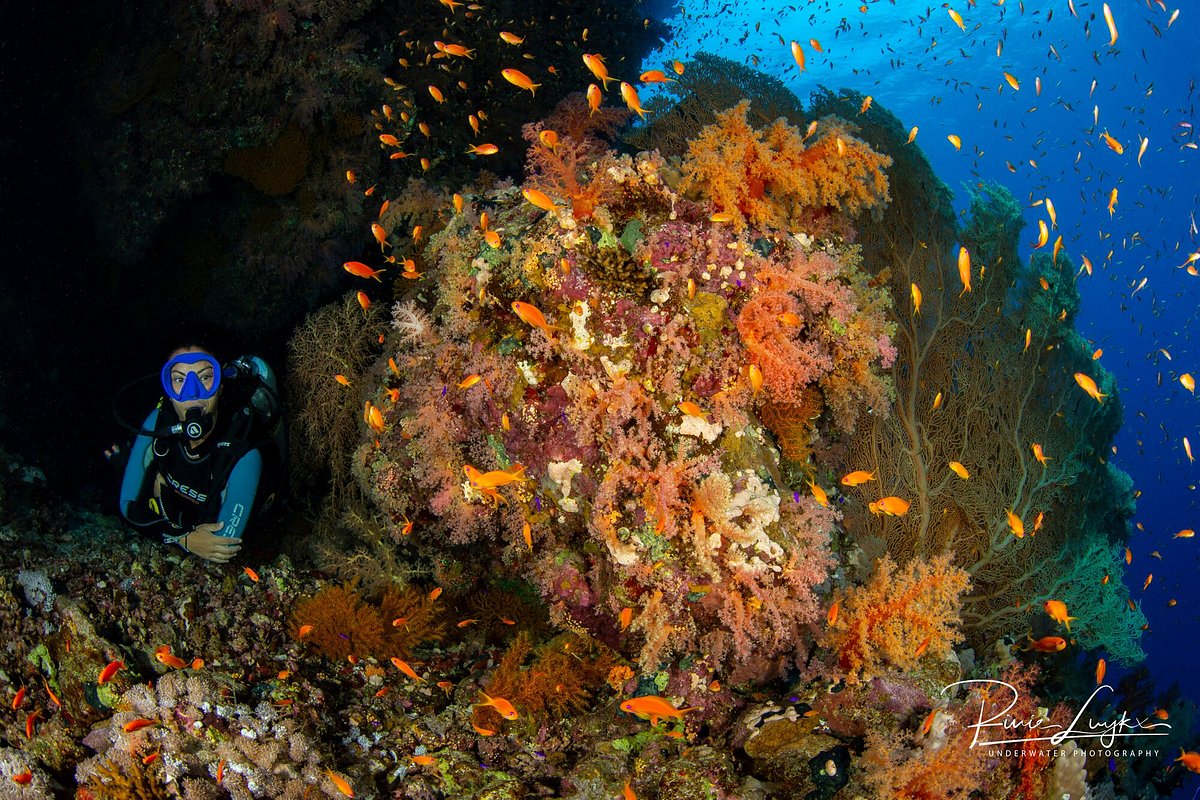 Top 10 Sharm El Sheikh Scuba diving 2024 - Klook United States