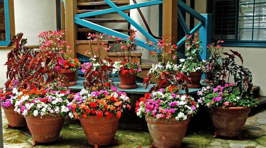 Flowers