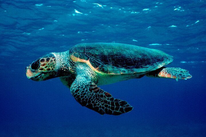 2024 Zakynthos Marine Park with Turtles Spotting