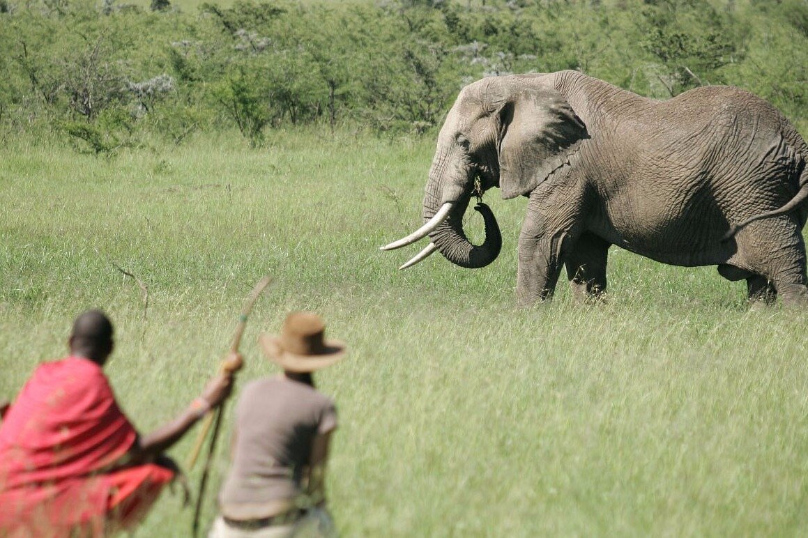 uganda safari tripadvisor