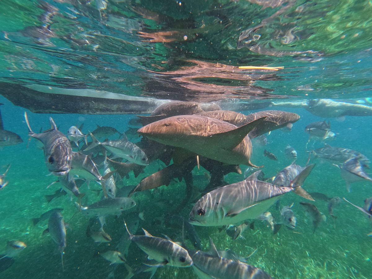 Snappers and Yahoo - Picture of Mojo Sport Fishing and Tours, Caye Caulker  - Tripadvisor